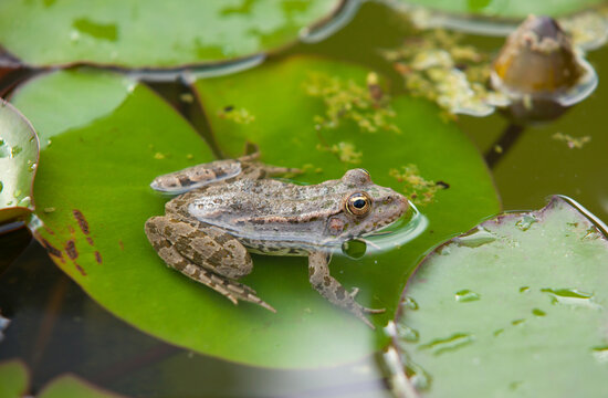 Marsh frog resting on a green water lily leaf in a calm pond. Natural amphibian habitat with aquatic plants, clear water and peaceful wetland scenery, ideal for wildlife and nature concepts.