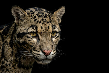 Fototapeta premium close up portrait of a leopard