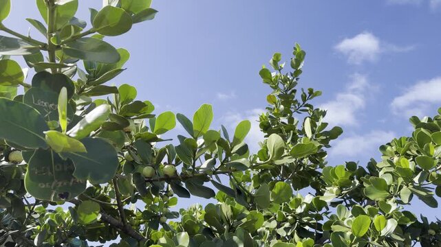 Clusia rosea, autograph tree, copey, cupey, balsam apple, pitch-apple, and Scotch attorney, in the family Clusiaceae. Tanaka Kahuku Shrimp, Honolulu, Oahu, Hawaii.  