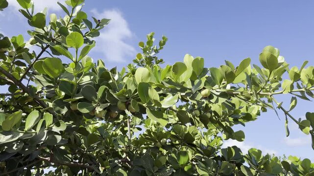 Clusia rosea, autograph tree, copey, cupey, balsam apple, pitch-apple, and Scotch attorney, in the family Clusiaceae. Tanaka Kahuku Shrimp, Honolulu, Oahu, Hawaii.  