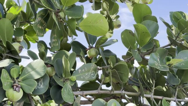 Clusia rosea, autograph tree, copey, cupey, balsam apple, pitch-apple, and Scotch attorney, in the family Clusiaceae. Tanaka Kahuku Shrimp, Honolulu, Oahu, Hawaii.  