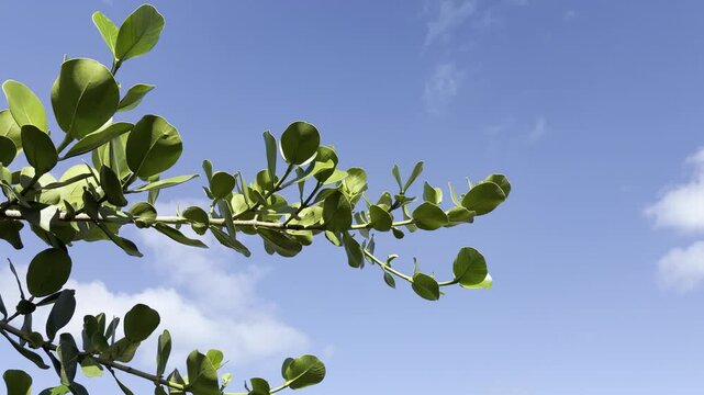 Clusia rosea, autograph tree, copey, cupey, balsam apple, pitch-apple, and Scotch attorney, in the family Clusiaceae. Tanaka Kahuku Shrimp, Honolulu, Oahu, Hawaii.  