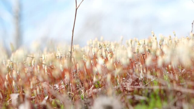 Shivering in the wind moss sporophytes with soft focus. Surreal micro nature world. Nature background for design. Minimal.