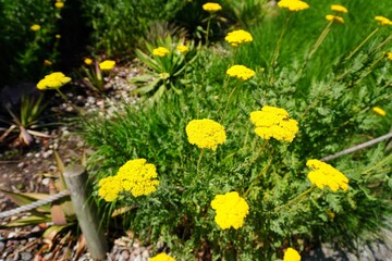 Bright yellow yarrow flowers blooming in a sunny garden © DianJuni