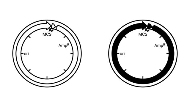 Circular DNA Plasmid Diagrams: Two circular DNA plasmid diagrams illustrate essential genetic components like origin of replication (ori), multiple cloning site (MCS).