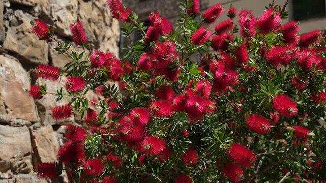 Blooming bottlebrush (Callistemon) attracting bees near a historic stone wall in Catalonia, Spain.