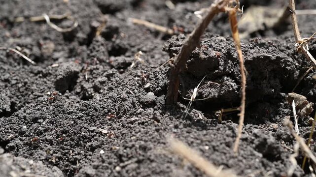 Close-up of an anthill in the ground with ants.