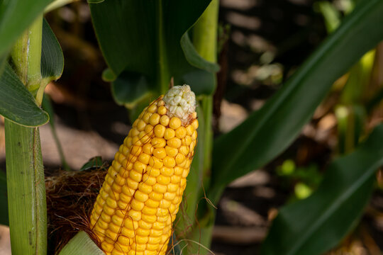 Ear of corn shucked in cornfield during summer. Grain fill, corn farming, agriculture concept.