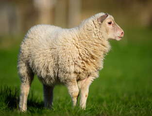 Naklejka premium Cute icelandic sheep near Stuðlafoss Waterfall . Stuðlafoss Waterfall is located in the eastern part of Iceland. Reachable as daytrip from Egilsstaðir.