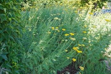 A vibrant field of blooming yellow yarrow flowers next to a lush green ivy wall © DianJuni