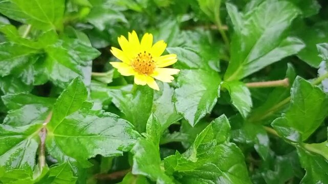 Close-up of a vibrant yellow Sphagneticola trilobata (Bay Biscayne creeping-oxeye) flower with green leaves after rain.