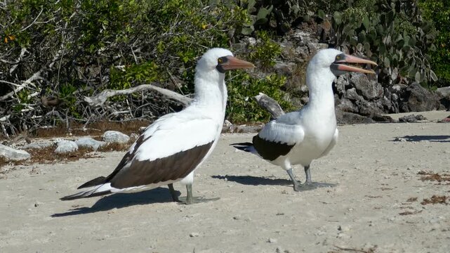 Nazca booby bird pair together on beach of Galapagos islands