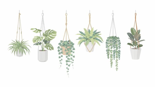 Collection of diverse hanging green plants in decorative white pots