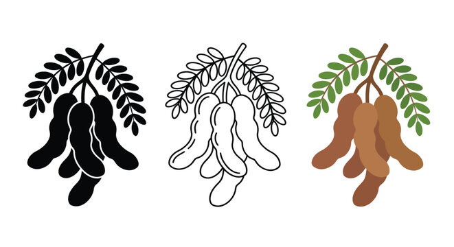 Tamarind Pods With Leaves Flat Vector Illustration In Three Color Variations