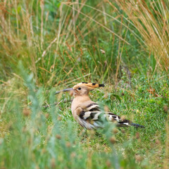 A Eurasian hoopoe stands in a meadow, surrounded by grasses, with striking feathers and a long beak, hoopoe (Upupa epops) © Ewald Fröch