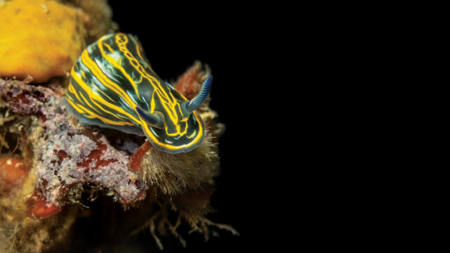 Felimare villafranca dorid nudibranch crawling on a rocky reef in the Adriatic Sea, showing the striking yellow and black striped pattern with blue rhinophores and branchial plumes
