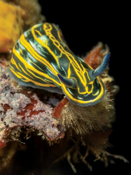 Felimare villafranca nudibranch underwater macro Adriatic Sea black background Mediterranean