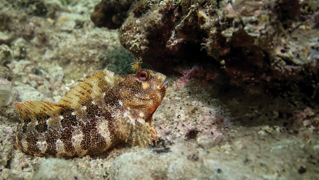 Close-up of Parablennius incognitus blenny on a rocky substrate in the Adriatic Sea, showing detailed scale texture, characteristic supraorbital tentacles and expressive red-ringed eye 