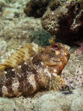 Vertical macro portrait of Parablennius incognitus blenny on a rocky reef in the Adriatic Sea, highlighting the detailed mottled skin texture, 