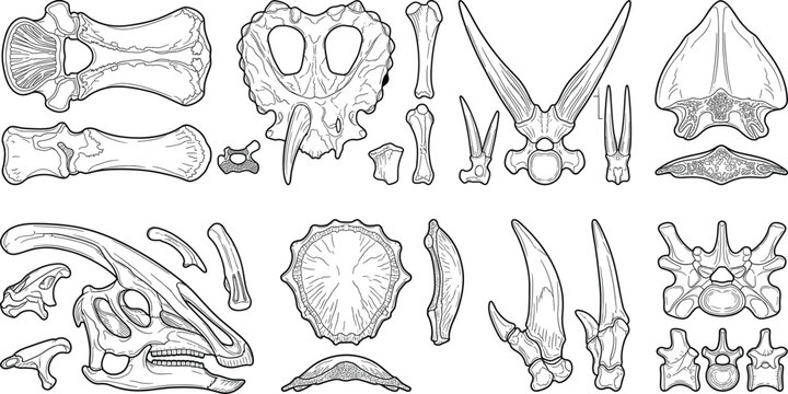Dinosaur fossil bones and skulls line art collection featuring triceratops and parasaurolophus skeletons