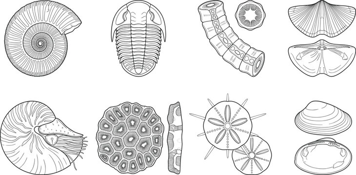 Marine fossil line art icon set featuring ammonite trilobite nautilus and ancient sea shells