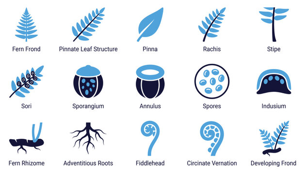 Fern anatomy set showing plant morphology structures as vector illustration for botanical education.