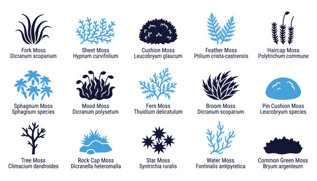 Common moss species identification guide vector illustration set featuring different bryophyte types.