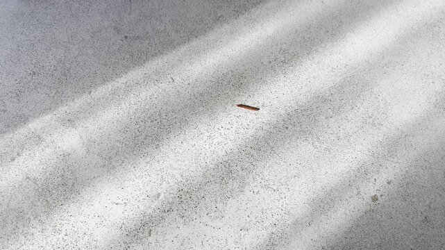 Millipede walking across a concrete floor beneath soft sunlight and leaf shadows. Natural wildlife footage for ecology, biodiversity, education, storytelling, and mindfulness.