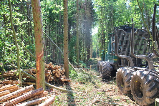 The harvester is working in a forest. Logging firewood as a renewable energy source
