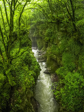 Vertical view of deep green mossy canyon and rapid river in spring