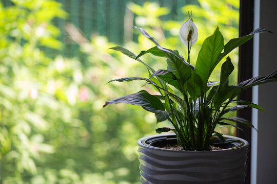 Green potted peace lily near a window at home, natural indoor decor, fresh houseplant lifestyle, biophilic interior, peaceful greenery.
