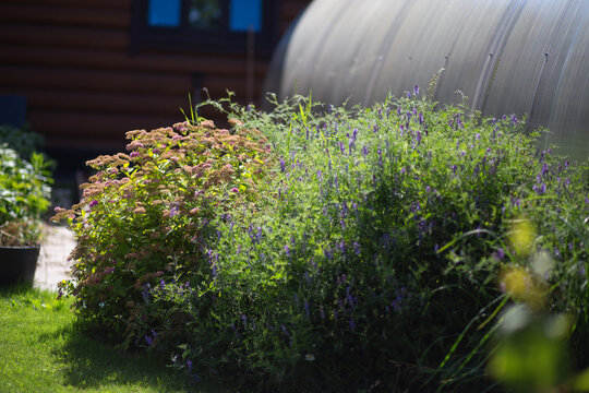 Garden bush outdoors near a house, home gardening, plant care, yard maintenance, fresh summer lifestyle.
