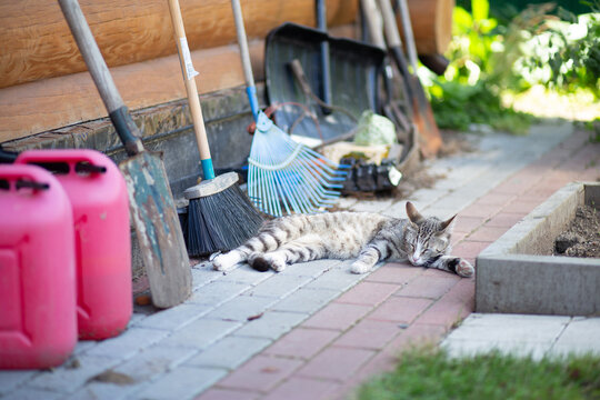 Tabby cat resting on a garden path beside outdoor tools, peaceful pet lifestyle, cozy backyard moment, home gardening, relaxed animal scene