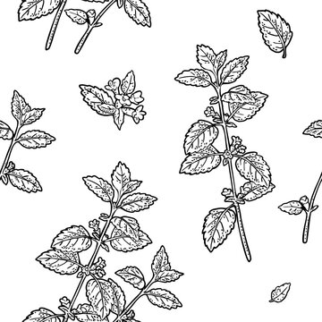 Seamless pattern with melissa plant with leaves and flower. Hand draw engraving black vintage illustration. Isolated on white background.