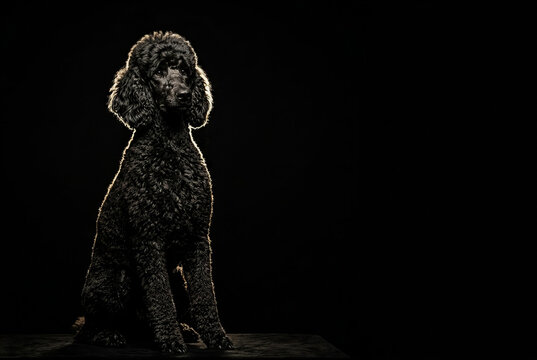 black dog