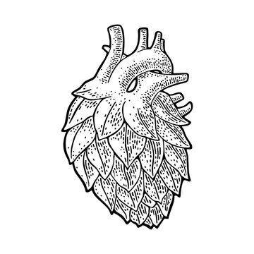 A hop cone like a human anatomy heart. Vector black vintage engraving illustration isolated on white. Hand drawn design element for poster, web, poster, label craft beer