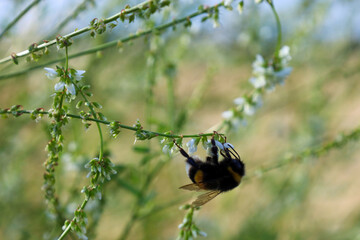 A fluffy bumblebee diligently collects nectar from small white flowers of a wild summer plant. The macro shot captures the insect in detail against a soft, blurred green grass background. © Олег Струс
