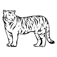 Tiger hand drawn look © Vexels
