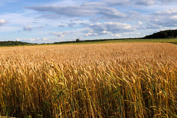 Fototapeta premium An endless field of ripe wheat stretches to the horizon under a picturesque summer sky filled with fluffy clouds. The golden ears are soaked in sunshine and ready for the upcoming harvest.