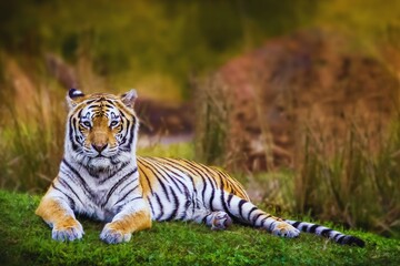 Obraz premium Majestic Bengal Tiger Resting on Green Grass in Natural Wildlife Habitat