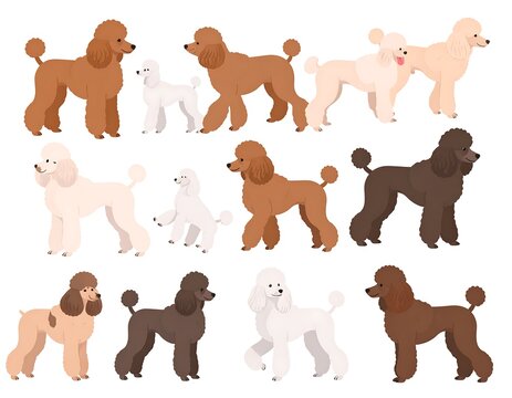 An illustration of twelve poodles in various colors and poses