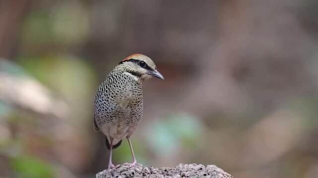Blue Pitta (Pitta cyanea) bird feeding on meal worms in the forest.