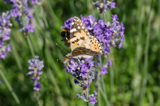 Painted Lady (Vanessa cardui) butterfly perched on lavender in Zurich, Switzerland