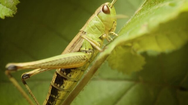 Meadow grasshopper (Pseudochorthippus parallelus) crawling on vegetation, macro close-up