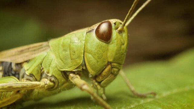 Detailed macro of meadow grasshopper (Pseudochorthippus parallelus)
