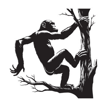 Bonobo, Ape, Primate, Intelligent, Friendly, Social, Curious, Cute, Family, Baby, Wildlife, Nature, Jungle, Rainforest, Forest, Congo, Africa, Wild, Rare, Endangered, Behavior, Learning, Discover.