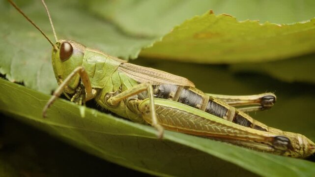 Close-up portrait of meadow grasshopper (Pseudochorthippus parallelus) on a green plant