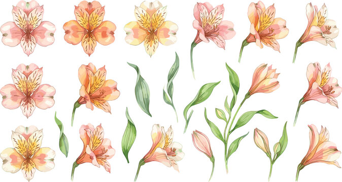 Watercolor Alstroemeria Peruvian Lily Flower and Leaf Vector Clipart Set with Soft Pink and Peach Blossoms for Elegant Summer Wedding Stationery and Pattern Designs