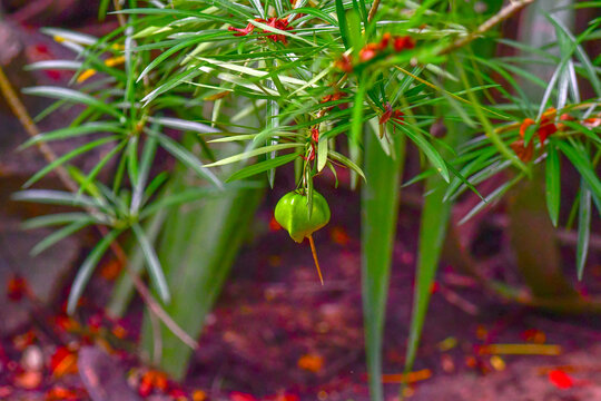Close-up of Snowbush (Breynia disticha) featuring a developing green three-lobed seed capsule surrounded by slender foliage and tiny red flowers in a tropical South India