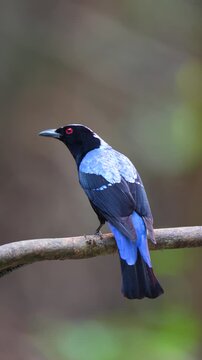 Asian Fairy Bluebird (Irena puella) on branch birdwatching in the forest.